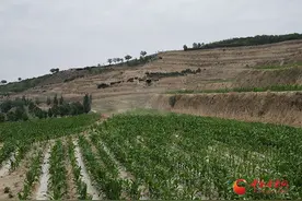 静宁：无人机飞防护农田 科技赋能保丰收图片