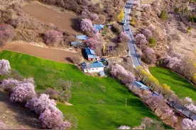 大美！一起去西藏林芝看桃花图片