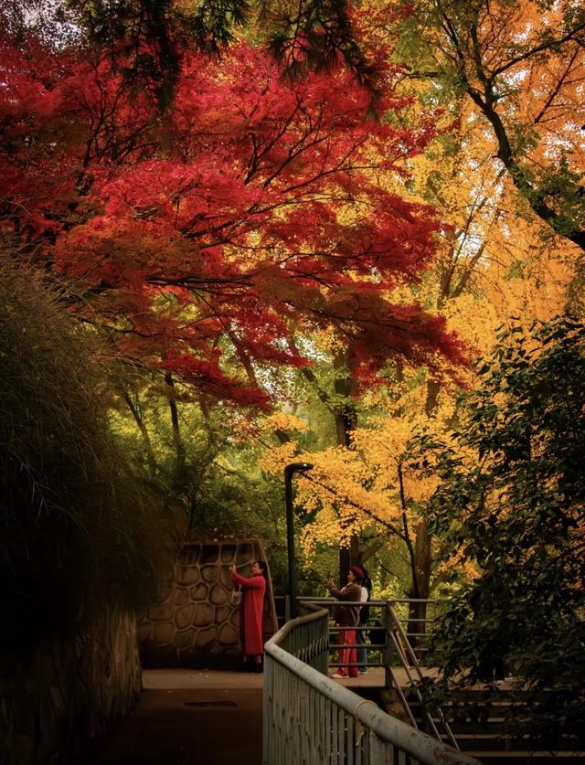 走进西安4大免费开放的宝藏公园