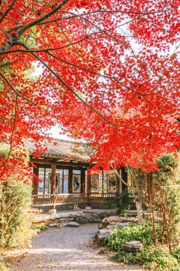 武汉各大公园“霜叶红于二月花”，市民赏枫要趁早