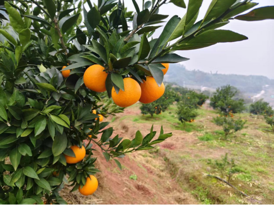 永川“留娃”去处上新→