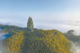 “大竹笋”图片