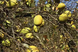 白河木瓜变“金瓜”，绘就乡村振兴好“丰”景图片