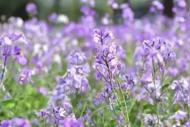 洗刷精神的黄昏图片