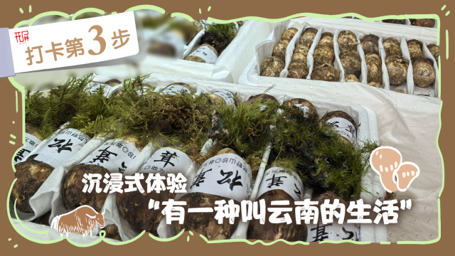 解锁“世界松茸第一村”，总共需几步？