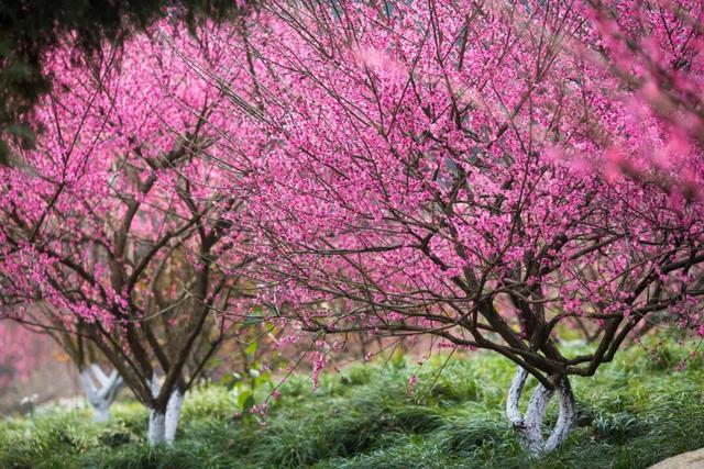看国际木偶戏，游烟火西充！