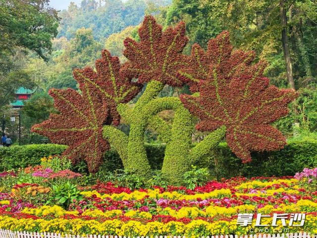 万菊绘麓山 秋韵满亭台｜组图