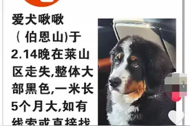 走失宠物狗被两条流浪狗“收养”，发现者：主人已兑现5万元奖金，将捐给流浪救助公益图片