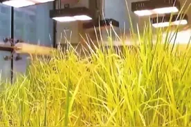 太空水稻吃起来更甜图片