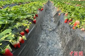 （新春走基层）甘肃榆中小小村落“破茧蝶变”的“幸福密码”图片