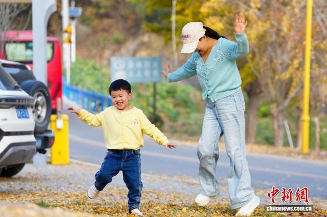 湖北安陆千年银杏林换“金装”