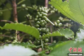 闻香识豆：科学如何赋予罗布斯塔咖啡豆新魅力图片
