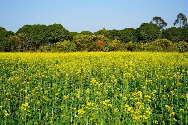 三水大片油菜花海超美超出片！免费赏
