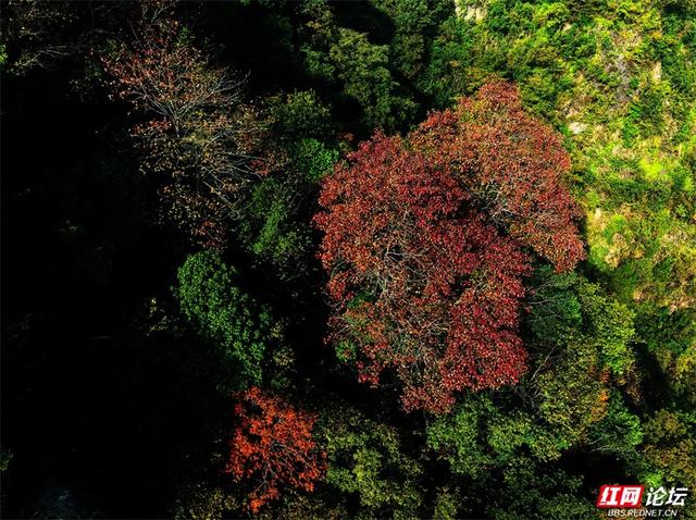 岁暖时刻丨藏在张家界的秘境！四十八寨层林尽染，这斑斓山色谁看了不心动