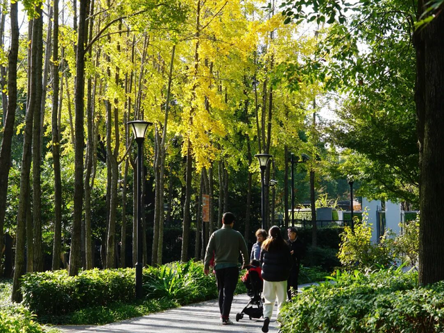 金色长廊加载中！静安这条道路银杏渐入佳境↑