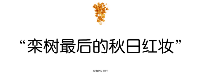 葛店这条“黄金大道”再不看就晚了！
