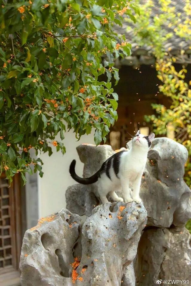 怎么能错过秦淮的秋天呢？