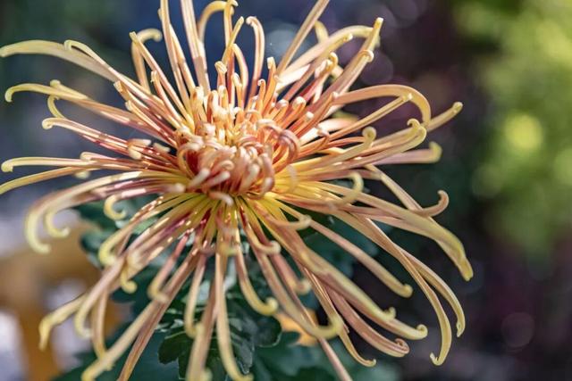 秦淮花事 | 甘熙宅第赏菊正当时（文末有彩蛋）