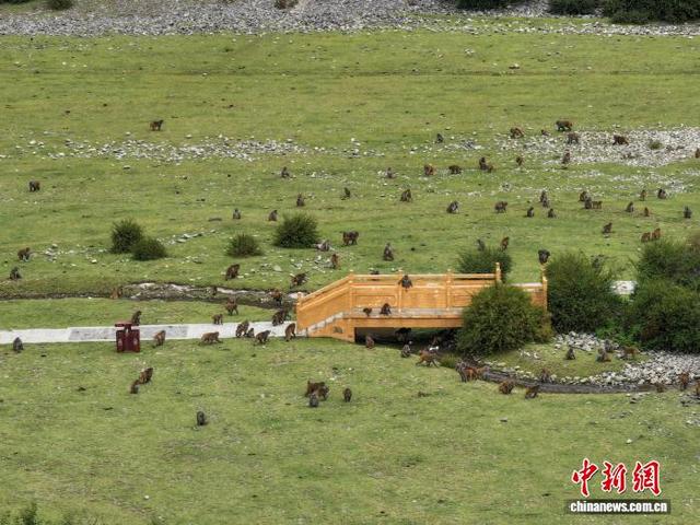 西藏林芝：国庆首日藏猕猴栖息地迎客来