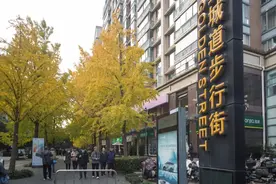上海长宁6条“银杏大道”迎来最美观赏期图片