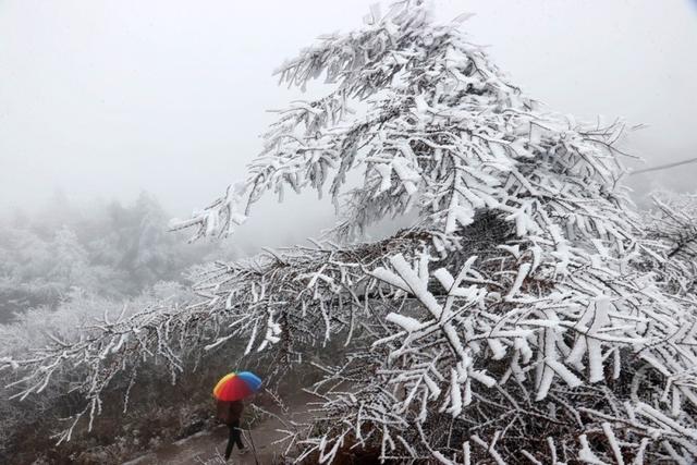 降温降雪 黔江高山地区迎来雾凇美景