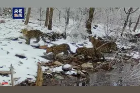 罕见！野生东北豹“一家四口”雪地中遛弯儿图片