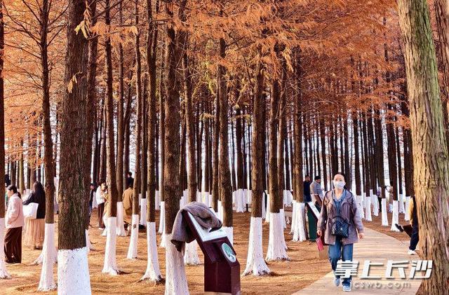 松雅湖：冬日美景入画来