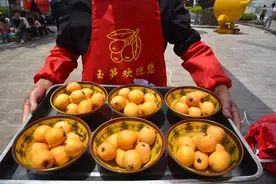 小小枇杷树 生出“希望果”——云南永善念好枇杷栽培“致富经”图片