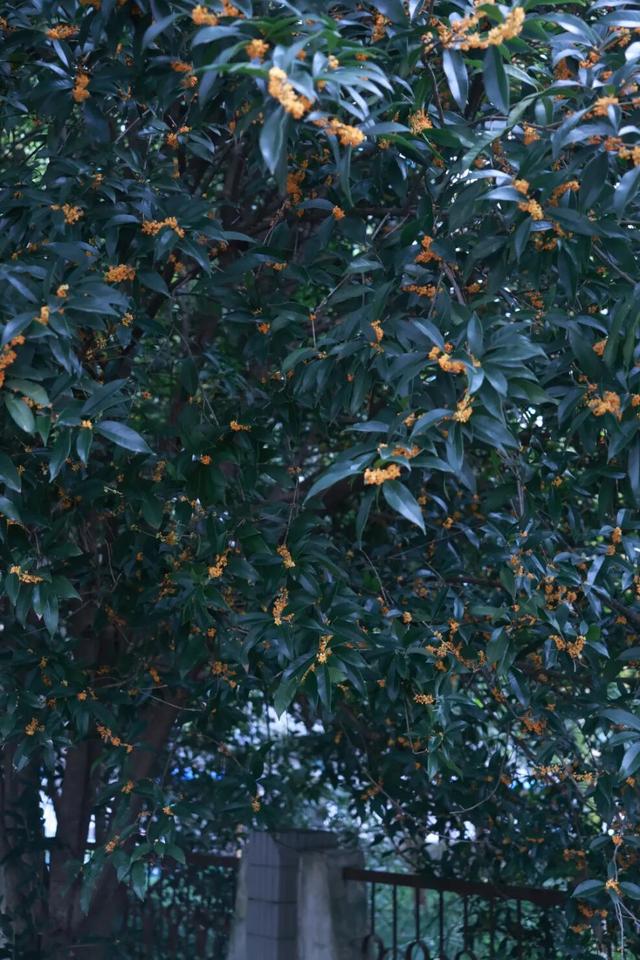 点 击 ↑ 看莲都的秋天