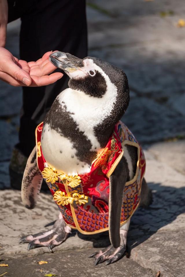 您的QQ已在朝天宫登录！