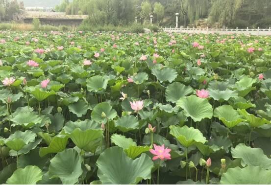 龙泽湖公园荷花绽放 清荷映日并蒂添辉