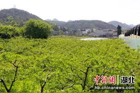 湖北利川：提升土地利用率 推进产业规模化图片