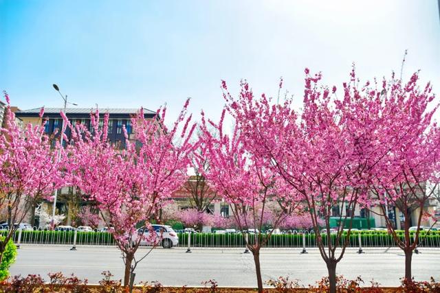 春色满城！定州藏不住的温柔与浪漫