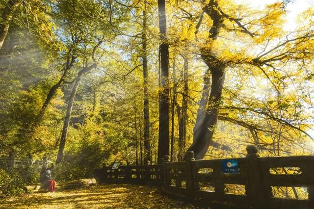 临安，一座被银杏腌入味的城市