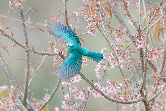 厦门: 樱花初绽放 鸟儿喜闹春