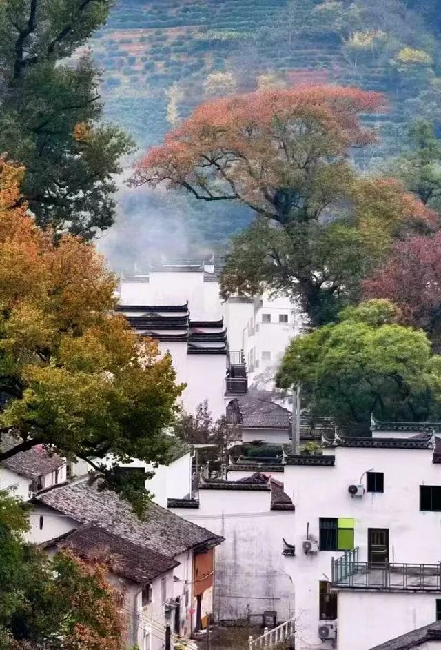 上饶绝美“枫景”加载完毕，前往石城锁定你的赏枫C位！