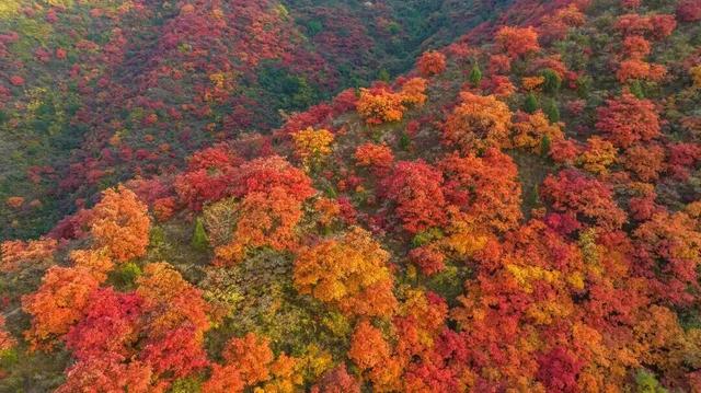 绝绝子！除了绝绝子，我还能怎么夸洛阳