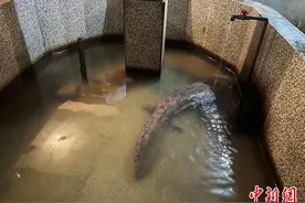 （高质量发展调研行）中国娃娃鱼之乡“护鲵记”：从难得一见到“鲵丁兴旺”图片