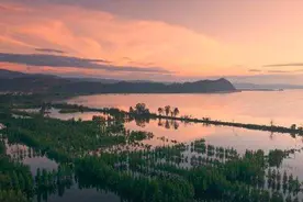 云南晋宁南滇池湿地：苍鹭的繁衍与守护图片