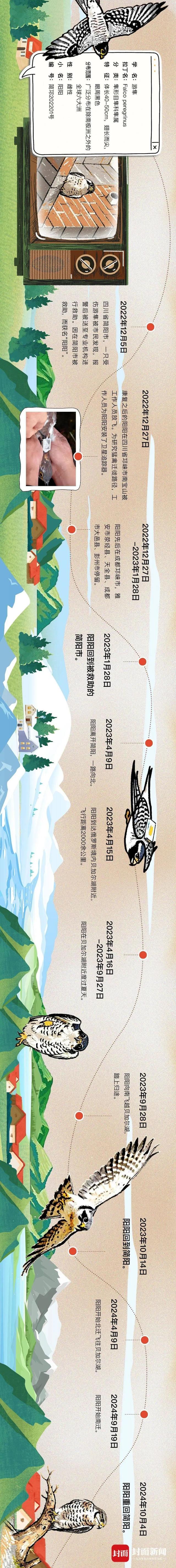 3年前受伤获救，游隼“阳阳”从俄罗斯再返蓉！揭秘100天追踪信号消失的日子……