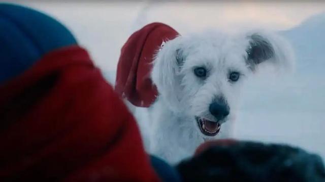 狗也被AI抢饭碗？好莱坞动物演员全下岗，观众直接翻脸了！