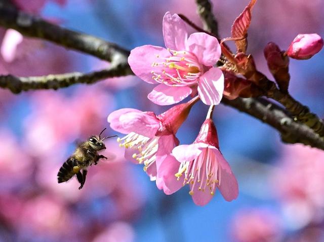 风过腾冲玛御谷 樱花漫染暖冬