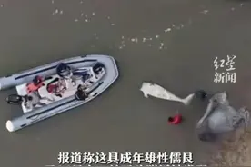 泰海域发现无头“美人鱼”疑遭猎杀图片