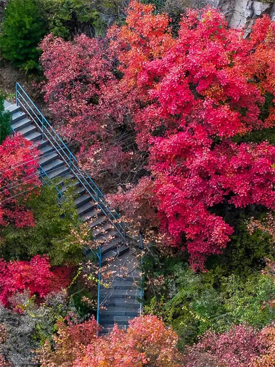 淄博红叶进入全盛期 漫山遍野醉人红