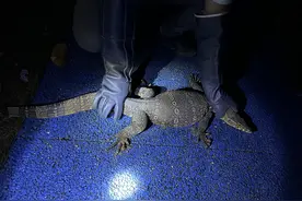 深夜进村吃鸡，国家一级保护动物“五爪金龙”现身云南孟连图片