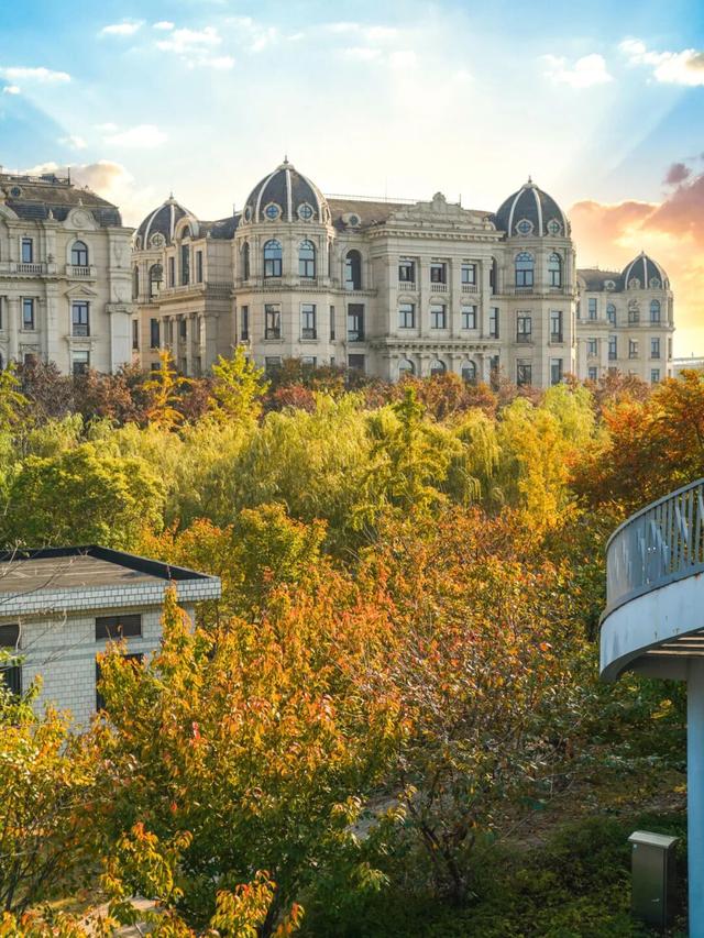 红了！上海枫叶已变色