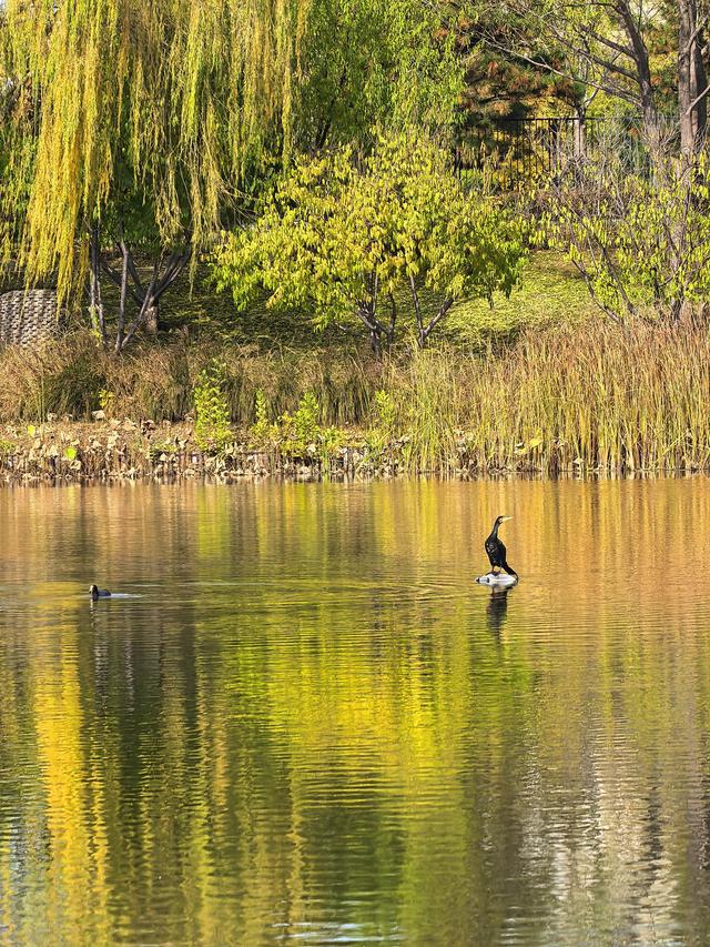 小雪节气，北京通州镜湖之滨好风光