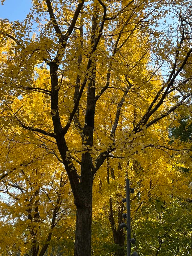 美翻了！苏河湾“红枫天桥”上线！更多金色、橙色、赭红色正在路上……来看↗