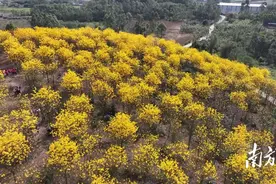 绿美清城｜这样的花海，来龙塘见一面吧！图片