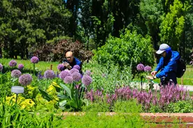 夏花绚烂！国家植物园百花开图片